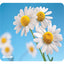 NTRSMRT MS PAD DAISIES